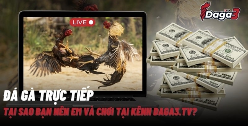 Giới thiệu về kênh đá gà trực tiếp thomo www.griferias.top
