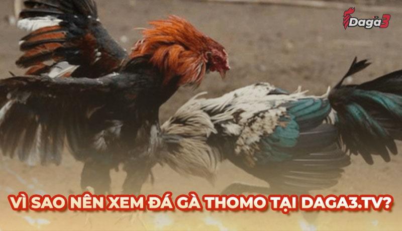 Vì sao nên chọn www.griferias.top để xem đá gà trực tiếp thomo