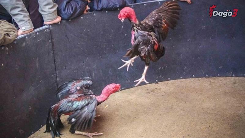 Biết cách thả gà đá cựa sắt có quan trọng hay không?