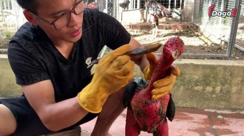 Hiểu về cách vào nghệ cho gà chọi